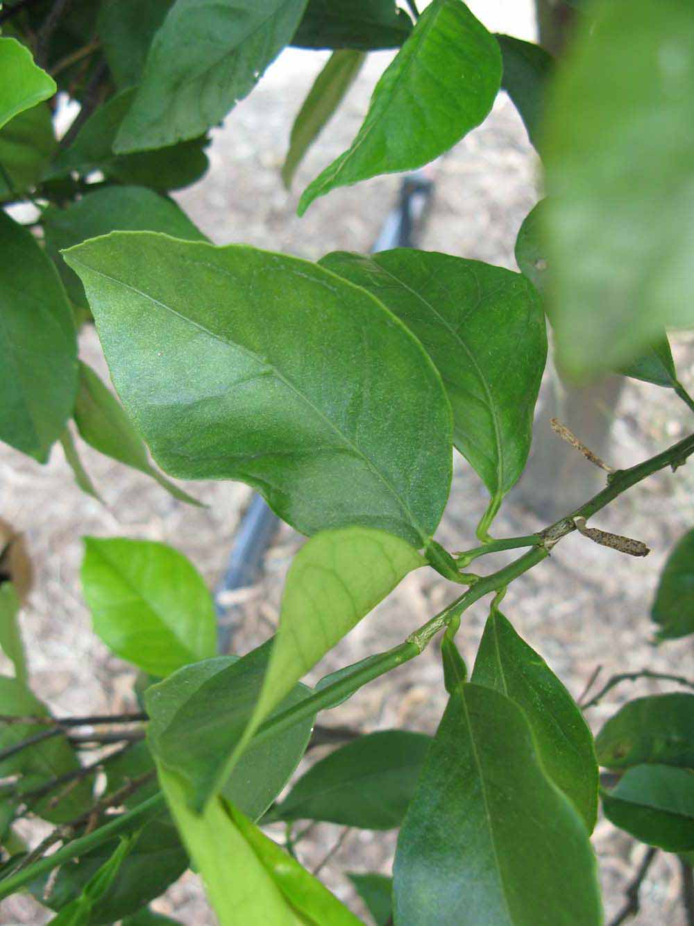              Sun leaves (Winter Haven, FL)       